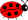 Ladybug Image